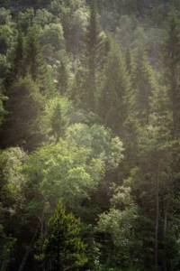 Scandinavian Adventures: Gothenburg, Bergen & the Fjords
